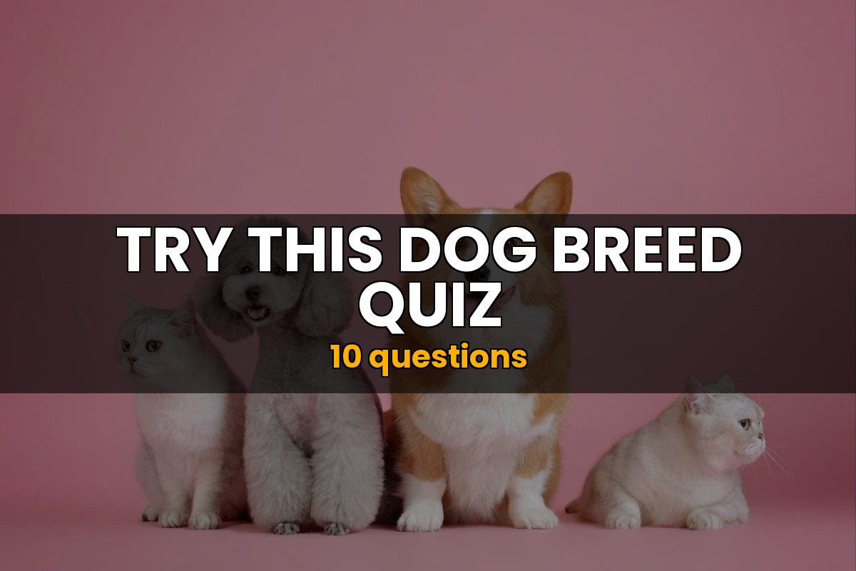 Dog Breed Quiz | Animal Trivia