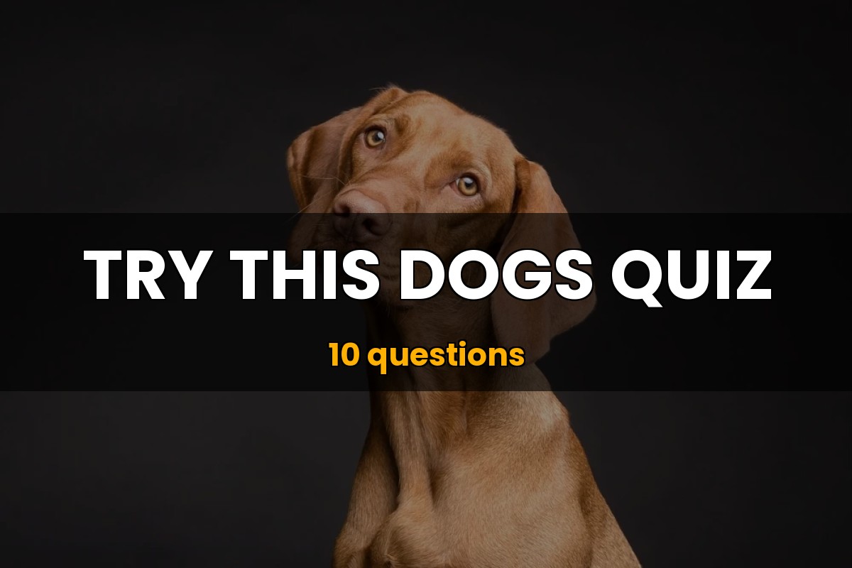 Dogs Quiz Animal Trivia