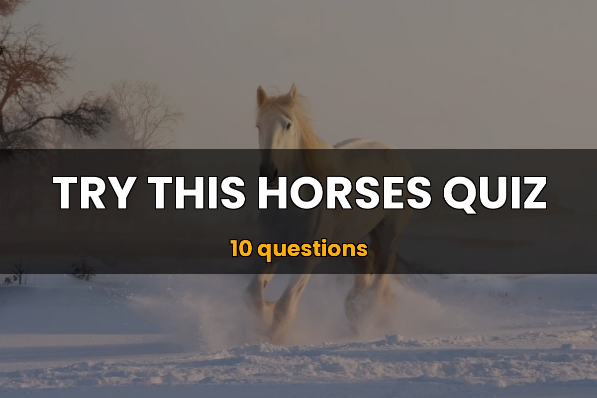 Horses Quiz Sport Trivia