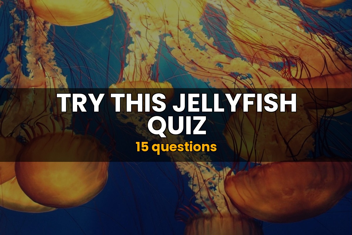 Jellyfish Quiz | Ocean Trivia