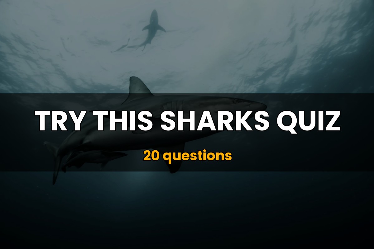 Sharks Quiz Shark Trivia