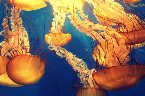 Jellyfish Quiz