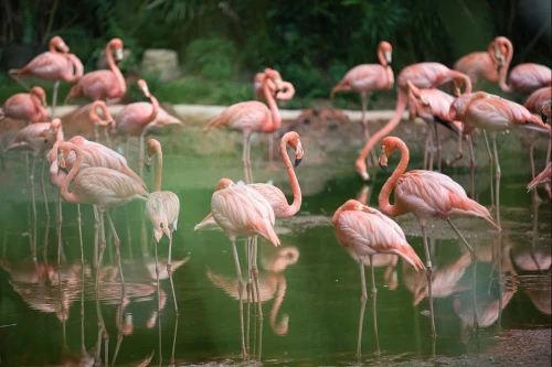 Flamingos Quiz